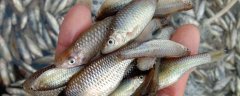麦穗鱼在鱼缸能自己繁殖吗？