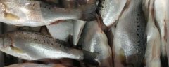 海鲈鱼价格多少钱一斤？