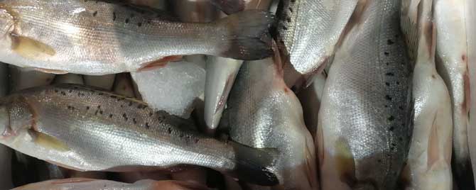 海鲈鱼