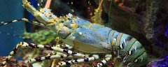锦绣龙虾是什么动物？