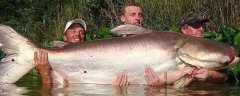 湄公河巨型鲶鱼是什么鱼？