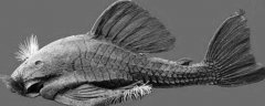 食木甲鲶鱼是什么鱼？