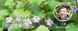 活血丹的养殖方法和注意事项 活血丹的养殖方法和注意事项