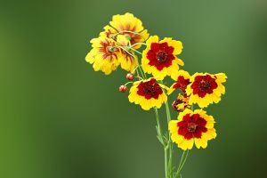 蛇目菊的价值及其花语 蛇目菊的价值及其花语