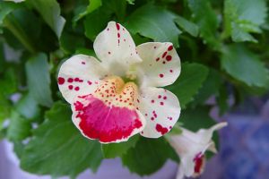龙面花的养殖方法 龙面花的养殖方法