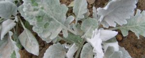 雪叶莲能在家养吗 雪叶莲能在家养吗