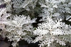 雪叶莲有毒吗,可以家养吗 雪叶莲有毒吗,可以家养吗
