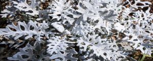 雪叶莲有毒吗,怎么养殖最省心 雪叶莲有毒吗,怎么养殖最省心