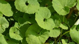 山葵和蜂斗菜的区别 山葵和蜂斗菜的区别