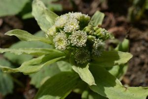 蜂斗菜病虫害防治 蜂斗菜病虫害防治