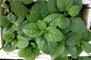 潺菜阳台播种方法 潺菜阳台播种方法
