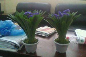 补血草的病害及其防治 补血草的病害及其防治