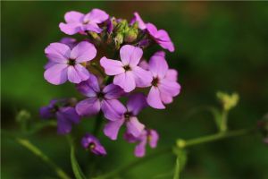 蓝香芥的养殖方法和注意事项 蓝香芥的养殖方法和注意事项