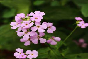 蓝香芥的花语和文化寓意 蓝香芥的花语和文化寓意