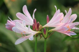 换锦花和鹿葱的区别 换锦花和鹿葱的区别
