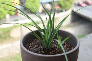 垂花水塔花叶尖枯焦、根茎腐烂怎么办 垂花水塔花叶尖枯焦、根茎腐烂怎么办