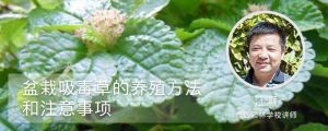 盆栽吸毒草的养殖方法和注意事项 盆栽吸毒草的养殖方法和注意事项