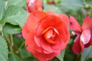 茶花凤仙种子怎么种 茶花凤仙种子怎么种
