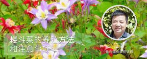 耧斗菜的养殖方法和注意事项 耧斗菜的养殖方法和注意事项