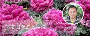 羽衣甘蓝怎么种植 羽衣甘蓝怎么种植