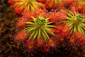 茅膏菜的播种方法 茅膏菜的播种方法