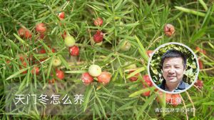 天门冬怎么养 天门冬怎么养