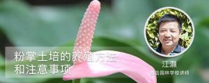 粉掌土培的养殖方法和注意事项 粉掌土培的养殖方法和注意事项