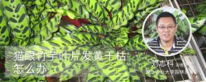 猫眼竹芋叶片发黄干枯怎么办 猫眼竹芋叶片发黄干枯怎么办