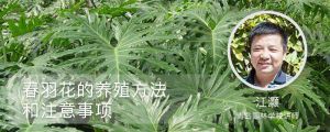 春羽花的养殖方法和注意事项