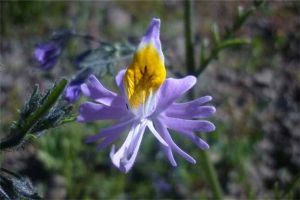 蛾蝶花怎么浇水施肥 蛾蝶花怎么浇水施肥