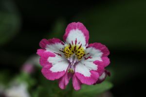 蛾蝶花什么时候开花 蛾蝶花什么时候开花