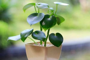 荷叶椒草的养殖方法和注意事项 荷叶椒草的养殖方法和注意事项