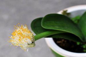 虎耳兰的养殖方法 虎耳兰的养殖方法