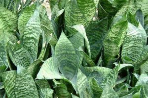 虎耳兰的病虫害防治 虎耳兰的病虫害防治
