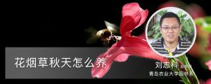 花烟草秋天怎么养 花烟草秋天怎么养