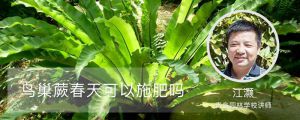 鸟巢蕨春天可以施肥吗 鸟巢蕨春天可以施肥吗