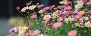 玛格丽特花夏季怎么养 玛格丽特花夏季怎么养