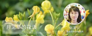 月见草的花语 月见草的花语
