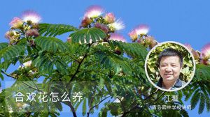 合欢花怎么养 合欢花怎么养