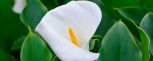 海芋花有毒吗 海芋花有毒吗