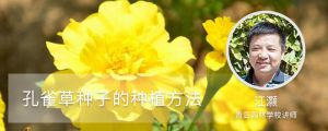 孔雀草种子的种植方法 孔雀草种子的种植方法