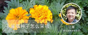 孔雀草种子怎么采收 孔雀草种子怎么采收