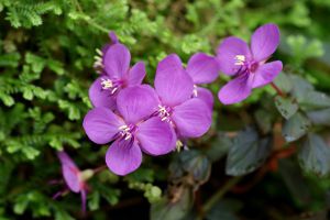 虎颜花怎么繁殖 虎颜花怎么繁殖