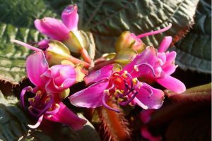 虎颜花常见虫害及防治方法 虎颜花常见虫害及防治方法