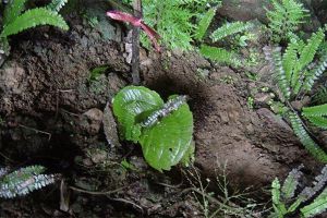虎颜花常见病害及防治方法 虎颜花常见病害及防治方法