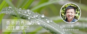 香茅的养殖方法和注意事项 香茅的养殖方法和注意事项