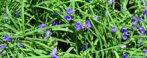 紫露草的养殖方法