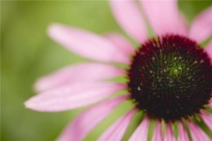 紫松果菊的病虫害防治 紫松果菊的病虫害防治