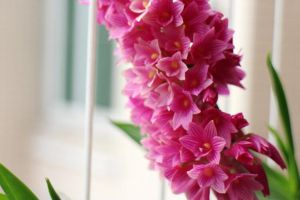 红花石斛常见虫害及防治方法 红花石斛常见虫害及防治方法
