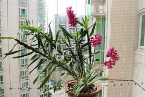 红花石斛什么时候开花 红花石斛什么时候开花